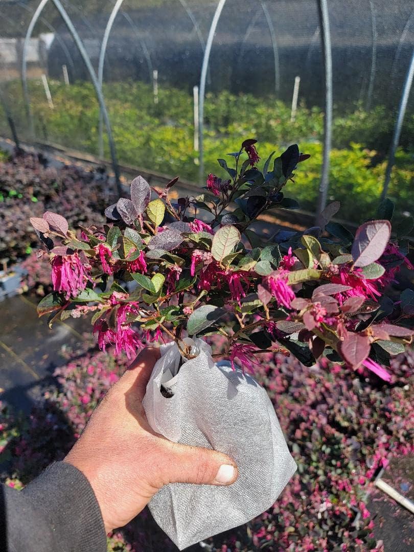 Plum Delight Loropetalum (Chinese Fringe) - Live Plant - (1 QT)