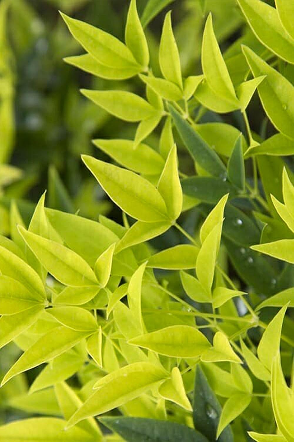 Nandina 'Lemon Lime' PP24749, 3 Gallon