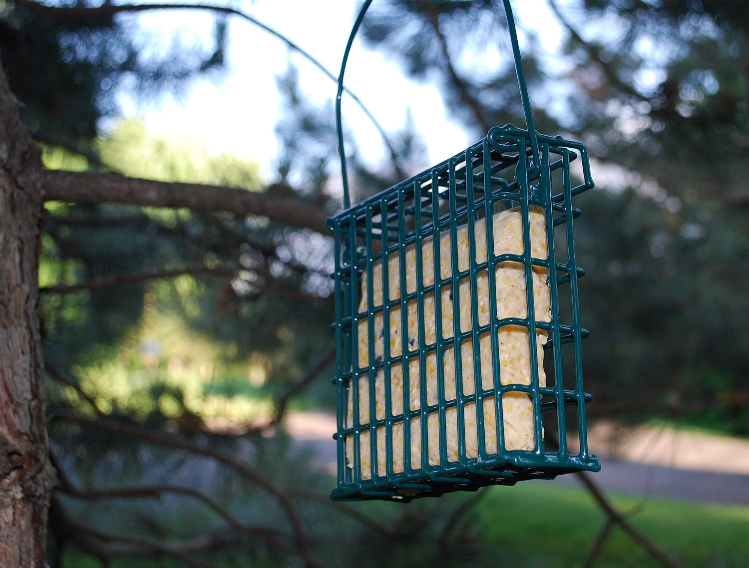 Suet Plus Zesty Orange Suet 12 Pack