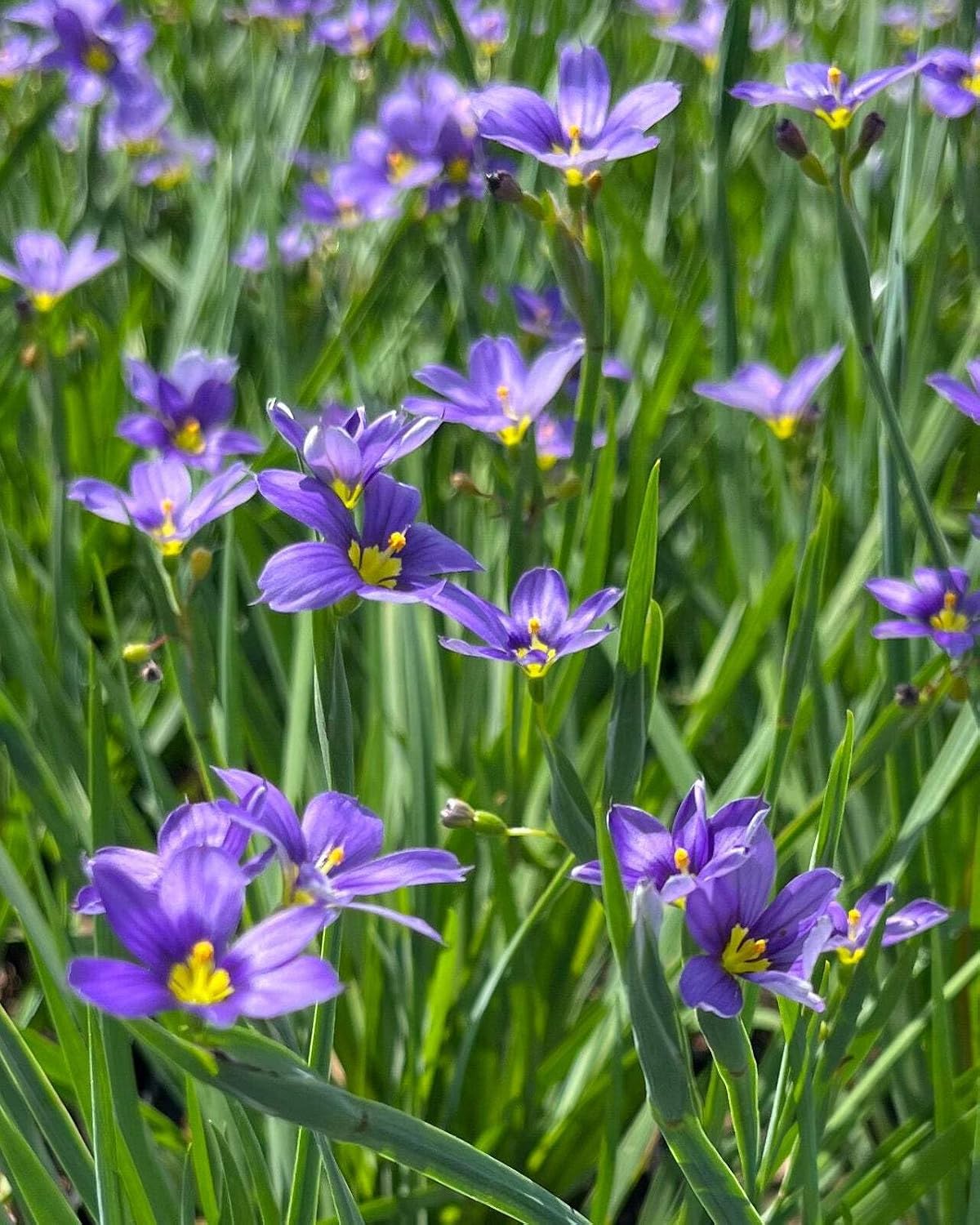 Perennial Farm Marketplace Sisyrinchium angustifolium ‘Lucerne’ (Blue-Eyed Grass) Native Live Perennial, Size-Quart, Blue Spring to Summer Flowers