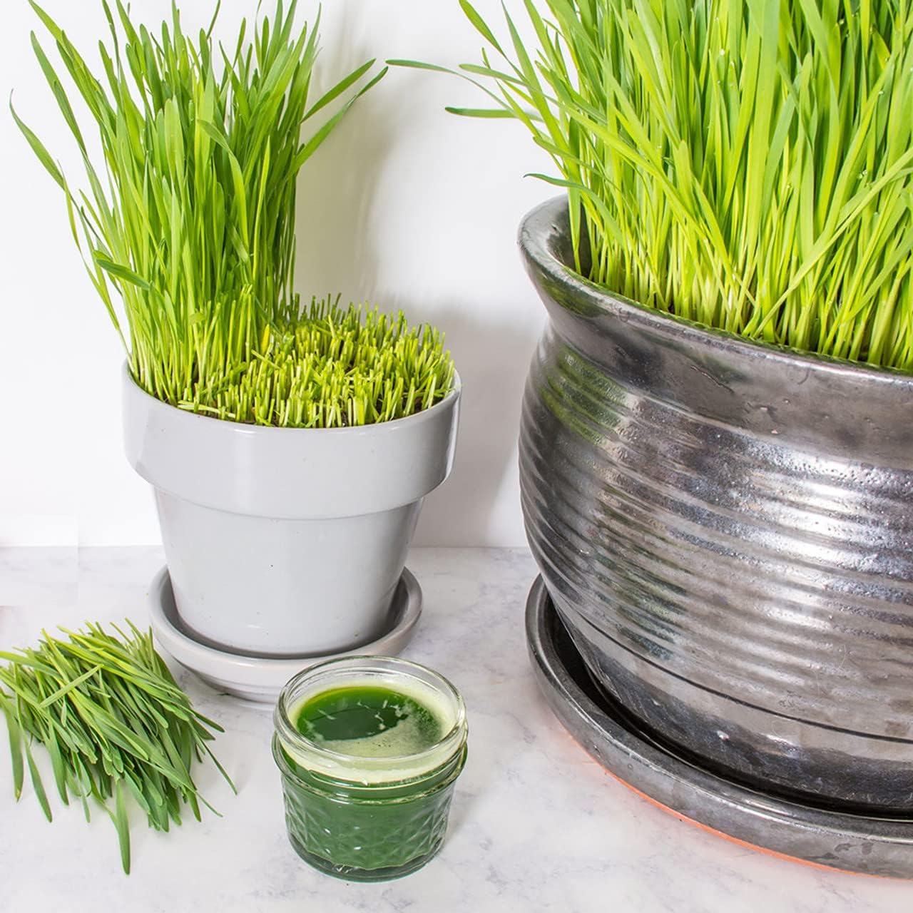 Todd's Seeds Hard Red Wheatgrass Seeds, 5 lb Bulk – Non-GMO | Hard Red Winter Wheat variety. Bulk 5 lb supply. High germination rate. Grow in soil or hydroponics. USA packed.