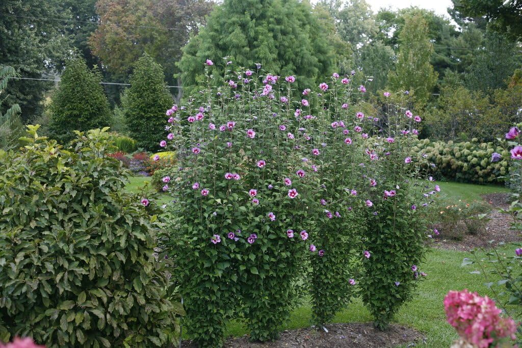 Purple Pillar® Hibiscus - 4" Pot - Rose of Sharon - Proven Winners