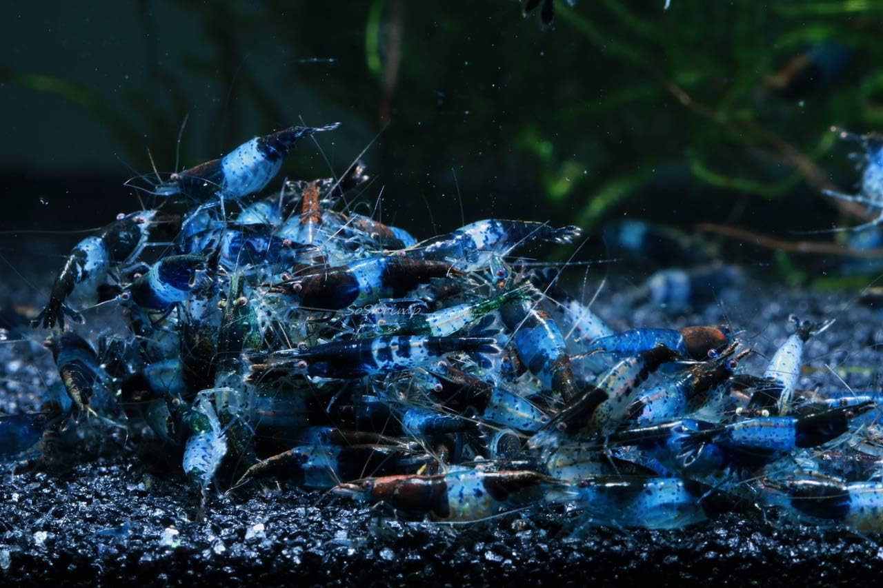 Live Freshwater Aquarium Shrimp - Neocaridina (Red Cherry, 5 Pack)