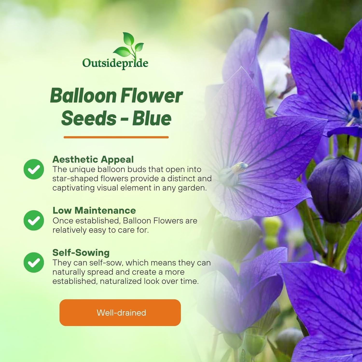 Outsidepride Blue Balloon Flower Seeds for Planting – 1000 Pcs Perennial, Drought-Tolerant, Easy to Grow, Low Maintenance, Pollinator-Friendly, Star-Shaped Blooms for Outdoor Gardens and Borders