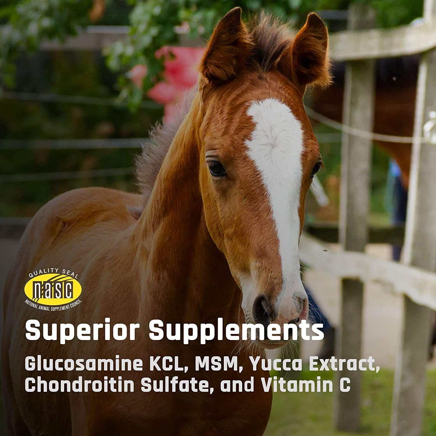 Majesty's Flex Wafers - Superior Horse/Equine Joint Support Supplement - Glucosamine, MSM, Chondroitin, Yucca, Vitamin C (Regular, 2 Pack (120 Count Total))