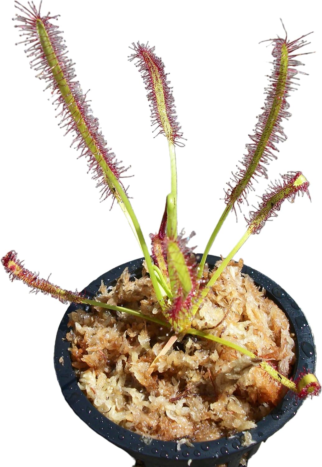Carnivorous Cape Sundew (Drosera Capensis) Plant 3 inch Pot