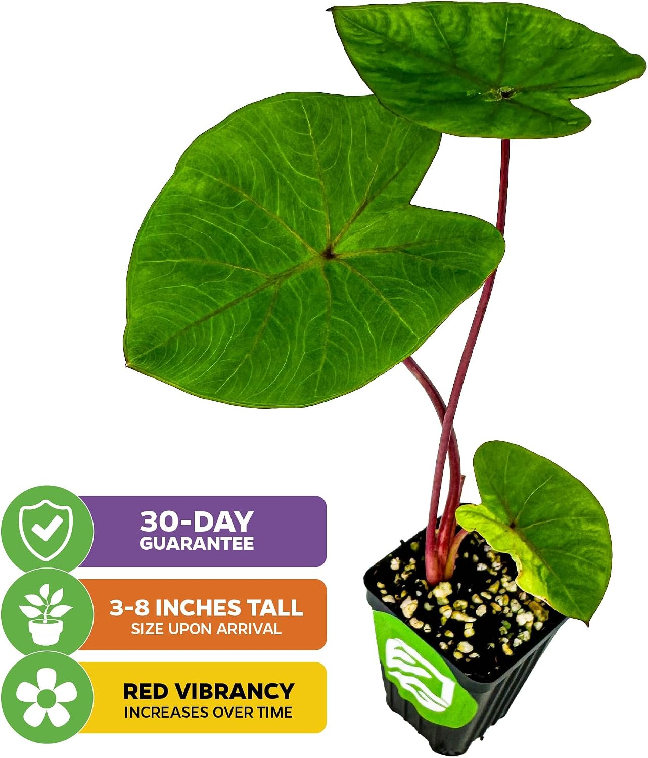 Thailand Giant Elephant Ear Live Plant - Colocasia gigantea by Wellspring Gardens - Elephant Ear Plant, Colocasia Gigantea, Elephant Ear Plant Live, Exotic Elephant Plant, Tropical Garden Design Ideas
