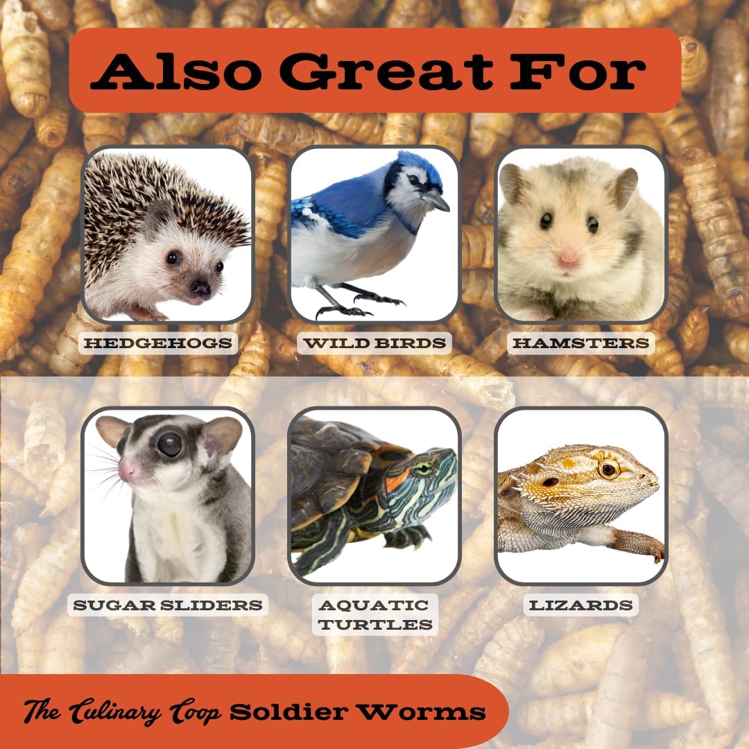 Fluker's Culinary Coop Premium Chicken Treats, Dried Soldier Worms, Packed with Protein and Calcium, 100% Natural Rich Grubs for Chicken, Backyard Birds, and Reptiles, 16 oz