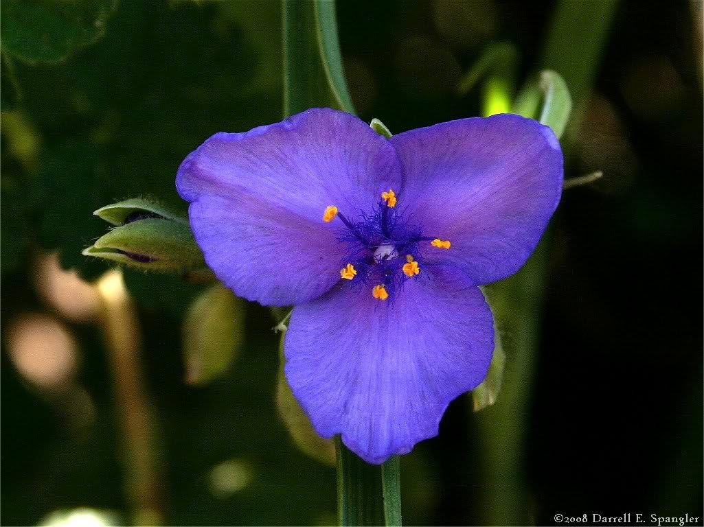 100 Ohio Spiderwort (Widows Tears/Bluejacket) Tradescantia Ohiensis Flower Seeds