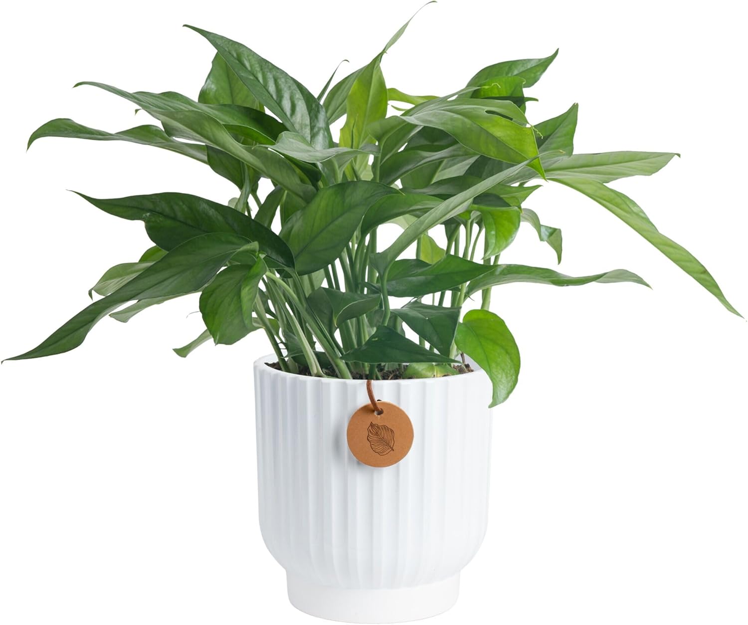 Costa Farms Golden Pothos, Live Indoor Plant, Trailing Vine, Air Purifying | Fast-growing trailing vine, one of the easiest to grow. Great indoor houseplant. Ideal housewarming or birthday gift.