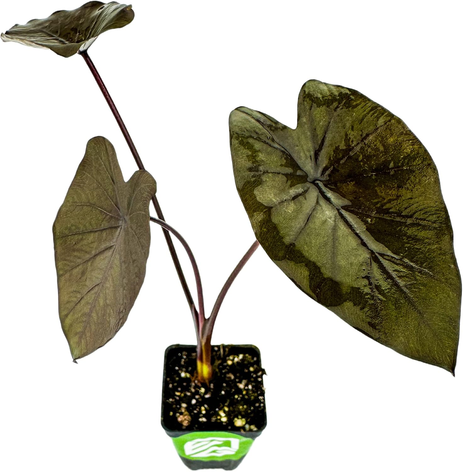 Thailand Giant Elephant Ear Live Plant - Colocasia gigantea by Wellspring Gardens - Elephant Ear Plant, Colocasia Gigantea, Elephant Ear Plant Live, Exotic Elephant Plant, Tropical Garden Design Ideas