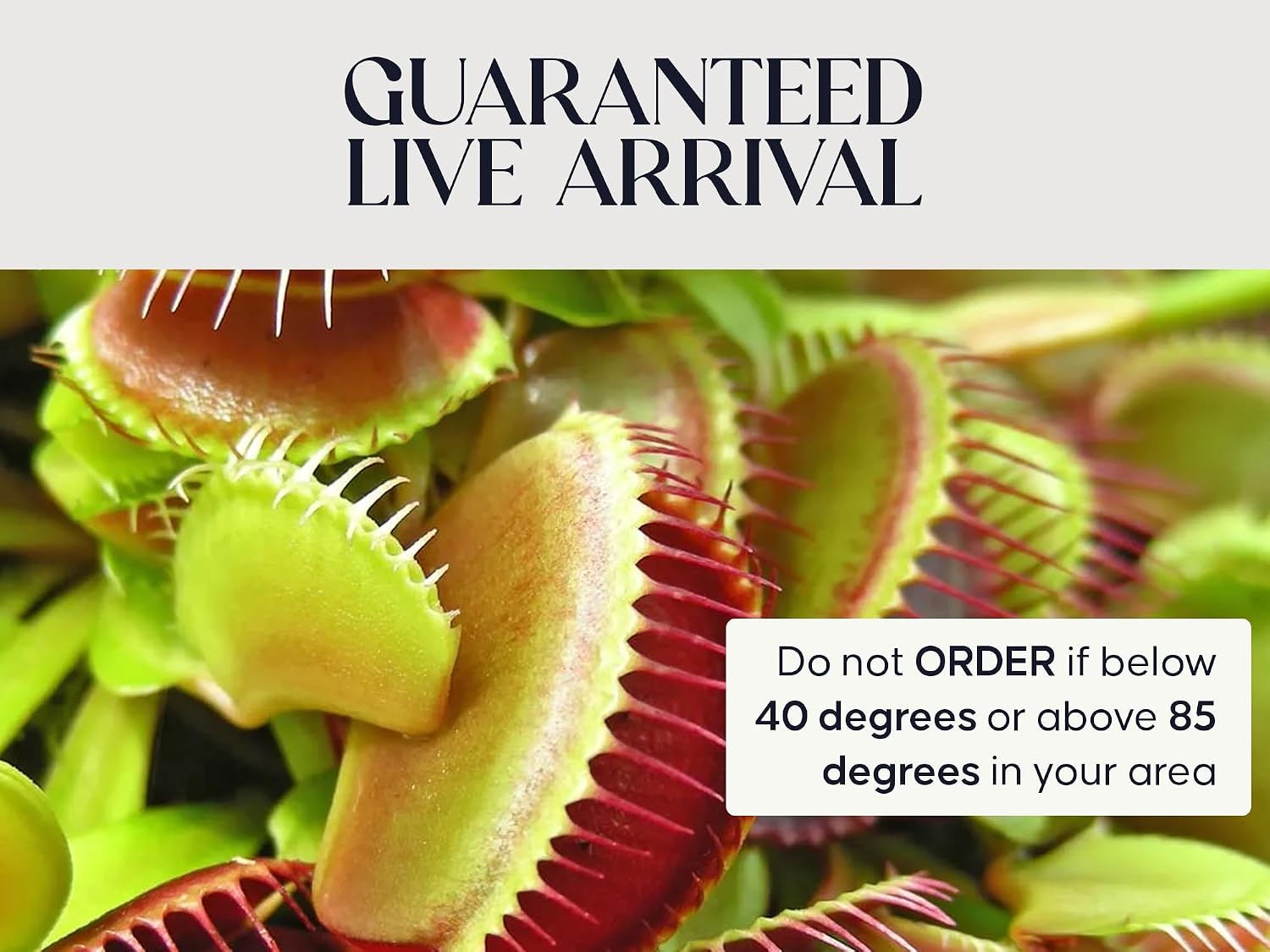 Venus Fly Trap Live Plant with White Ceramic Pot and Carnivorous Plant Soil | Everything to start with carnivorous plants, easy care guide