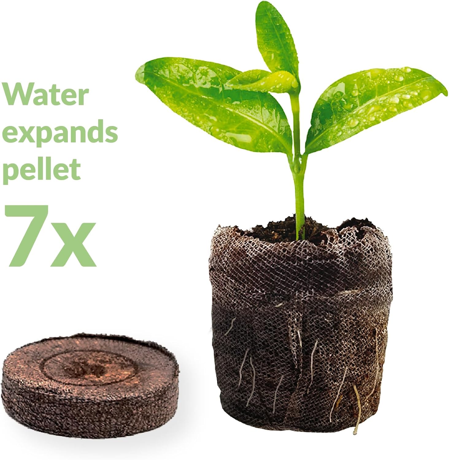 100 Count- Jiffy 36 MM Peat Soil Pellets Seeds Starting Plugs: Indoor Seed Starter- Start Planting Indoors for Transplanting to Garden or Planter Pot | Starter- Start Planting Indoors for Transplanting to Garden or Planter Pot