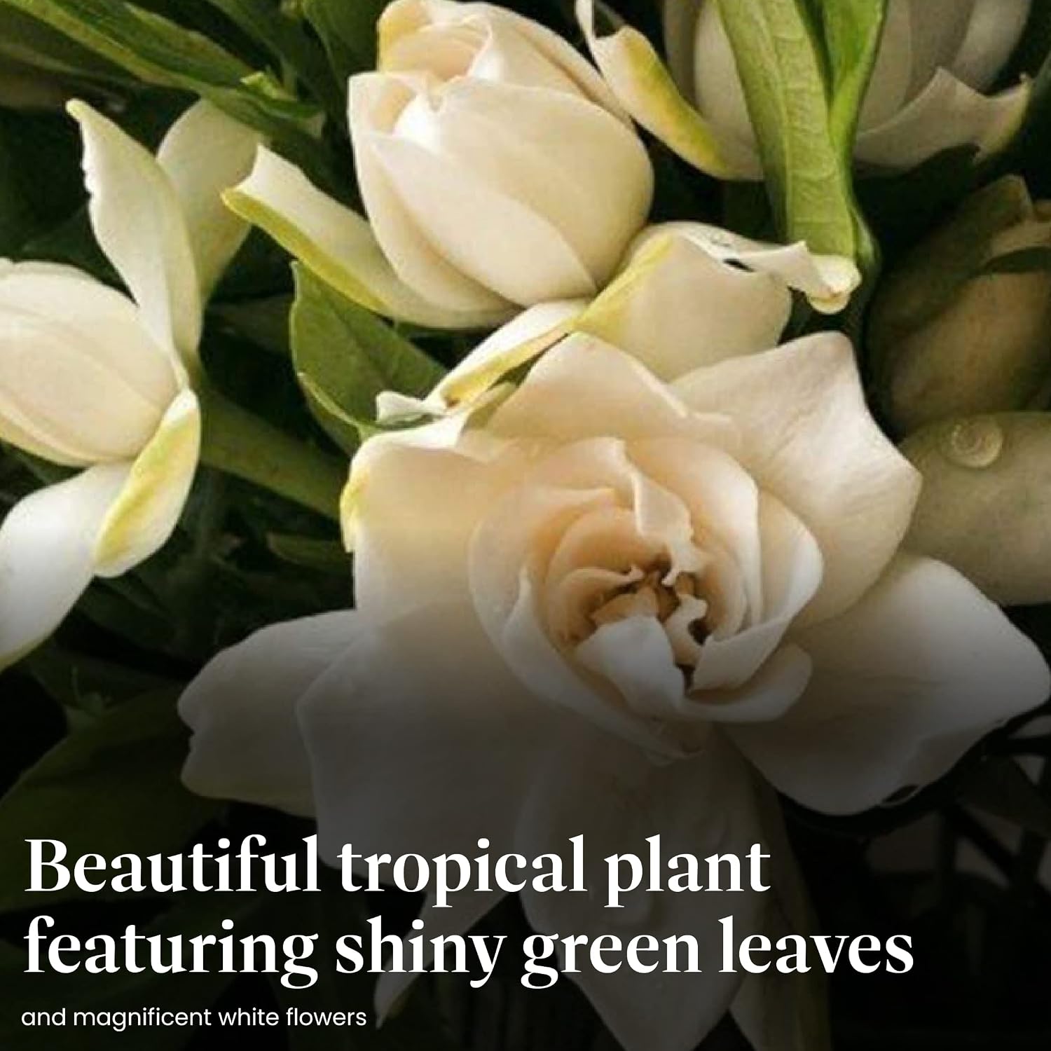 American Plant Exchange Gardenia Tree – Live Evergreen in Large 8-Inch Pot, Fragrant White Blooms, Easy-Care Indoor & Outdoor Flowering Tree for Home, Patio & Garden Décor
