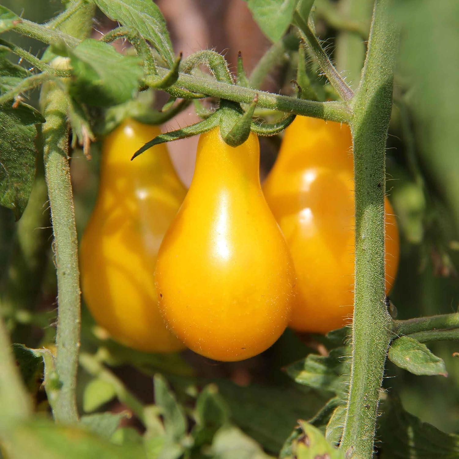 Eden Brothers Tomato Seeds - Persimmon Non-GMO Seeds for Planting, 1 oz | Low-Maintenance Vegetable Seeds, Plant During Warm Season, Zones 10, 3, 4, 5, 6, 7, 8, 9