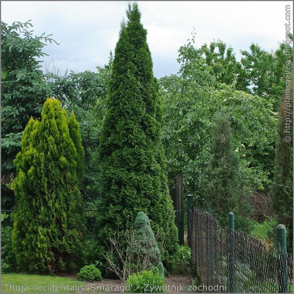 25 Thuja Green Giant Arborvitae 8-14" Tall Trees