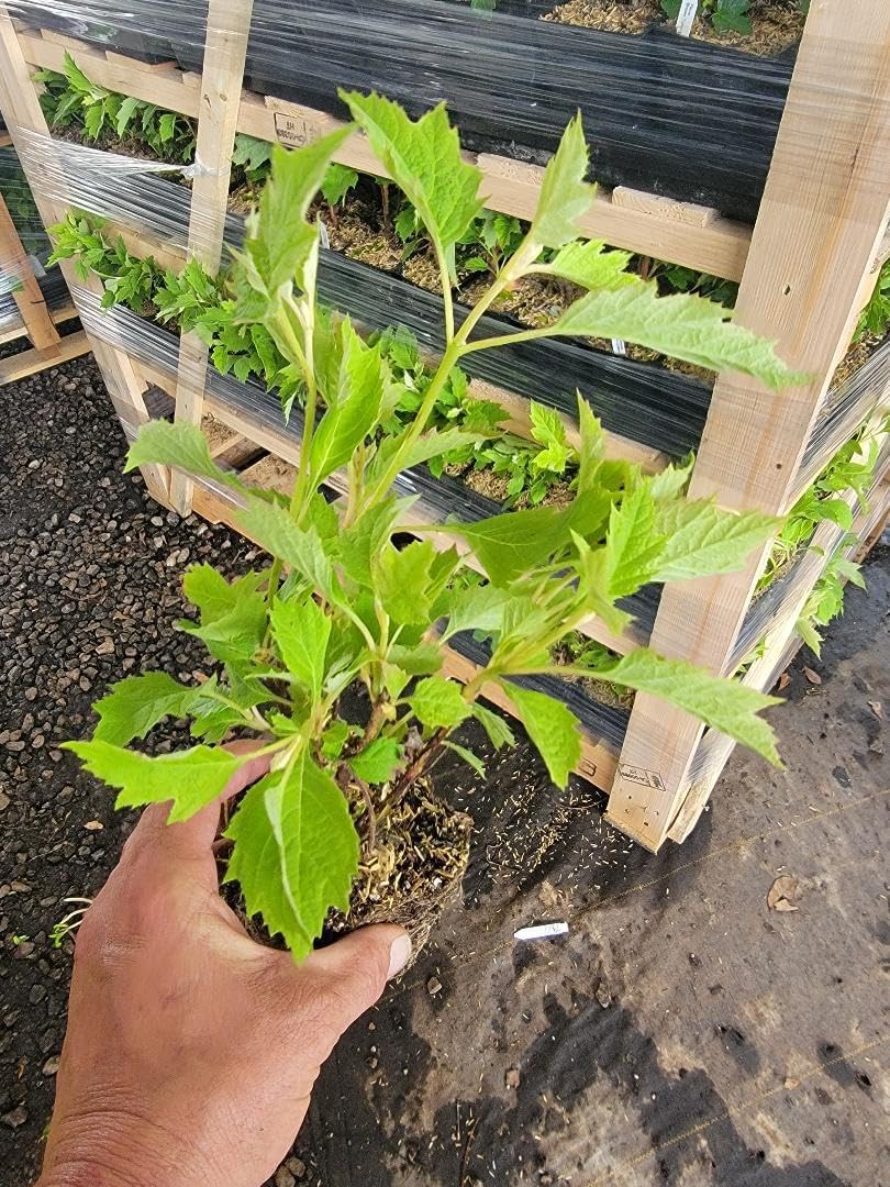 Munchkin Dwarf Oakleaf Hydrangea - Live Plant - (1 PT)