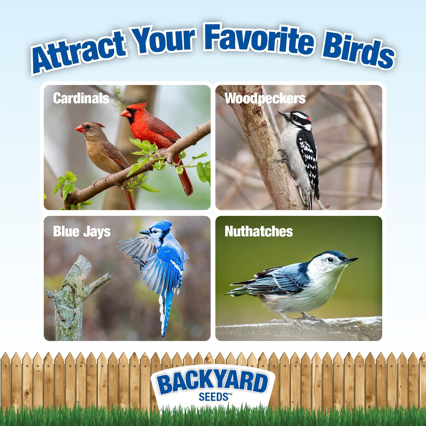 Backyard Seeds Cardinal Frenzy Bird Seed Mix - 5 lb - Premium Black Oil Sunflower & Safflower Blend - High-Energy Wild Bird Food for Cardinals, Finches, Grosbeaks - Resealable Bag (5 Pounds)
