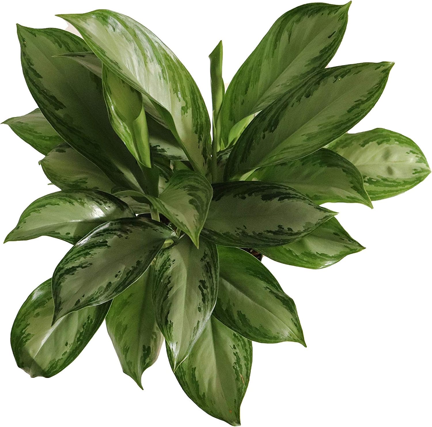 Aglaonema Silver Bay - 6" from California Tropicals