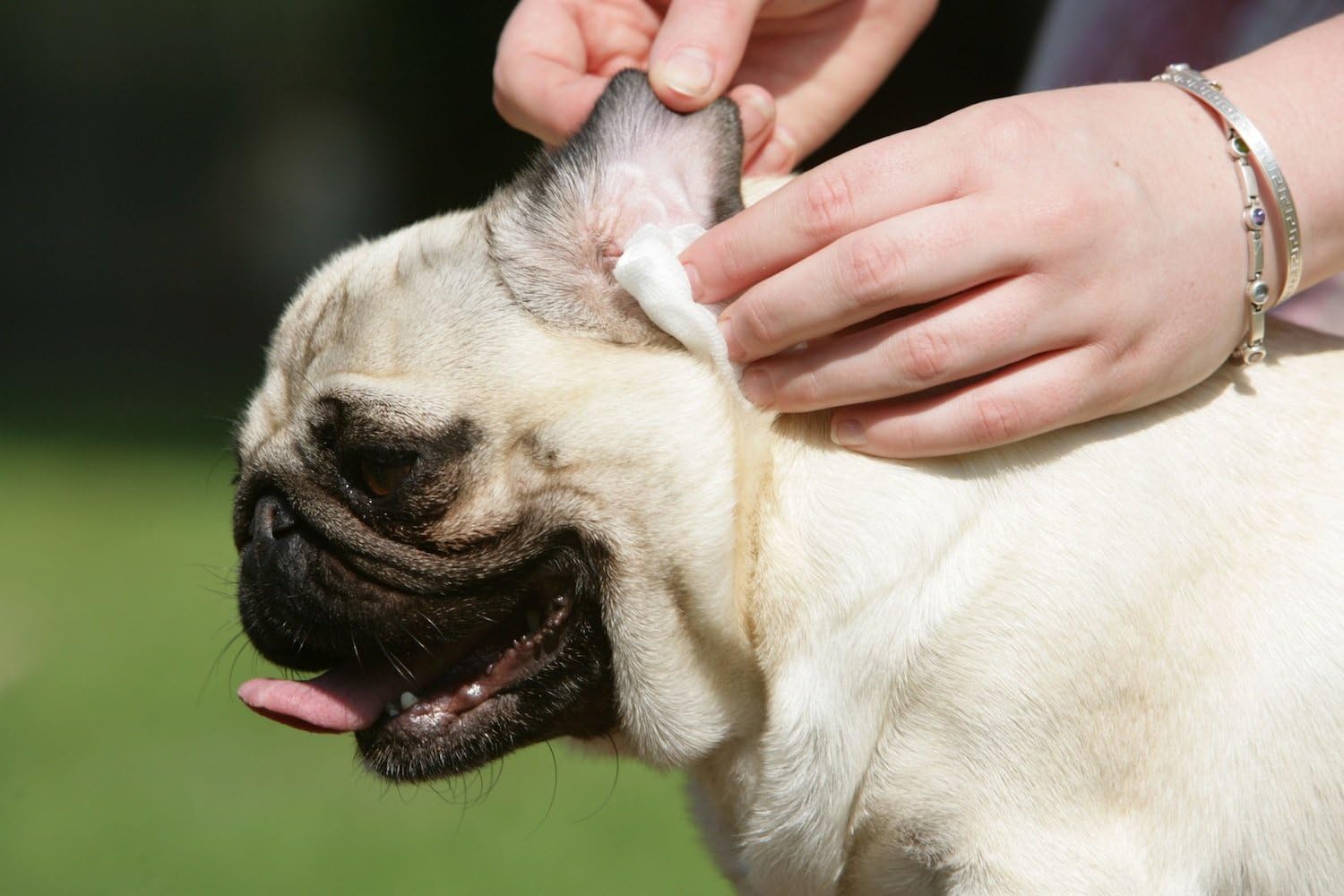 Doctor BEASLEY'S Advanced Ear Bomb is a Powerful 1 Step Cleaning Solution Treatment for Dog Ear Infections, Cleaner Replaces Drops, Vet Visits