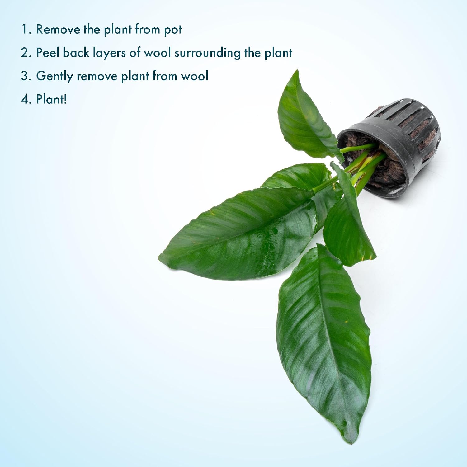 Anubias Nana Live Aquarium Plants - Potted Freshwater Plant for Fish Tanks, Terrariums - Beginner Friendly Low Light (1 Pot)