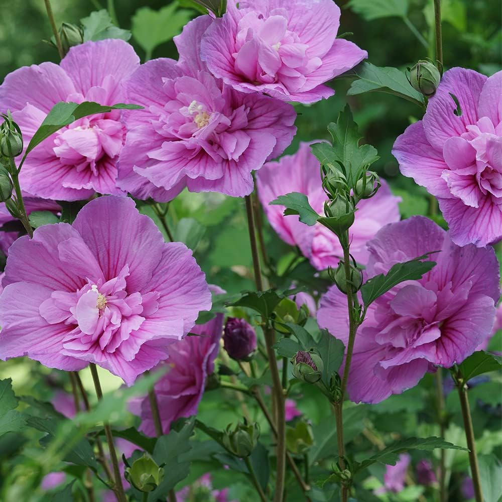 Proven Winners 2 Gal. Dark Lavender Chiffon Rose of Sharon (Hibiscus) Shrub