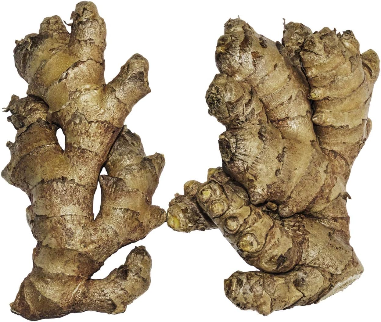 Live 10 Rhizomes of Edible Ginger Roots Zingiber Zingiber Officinale for Growing