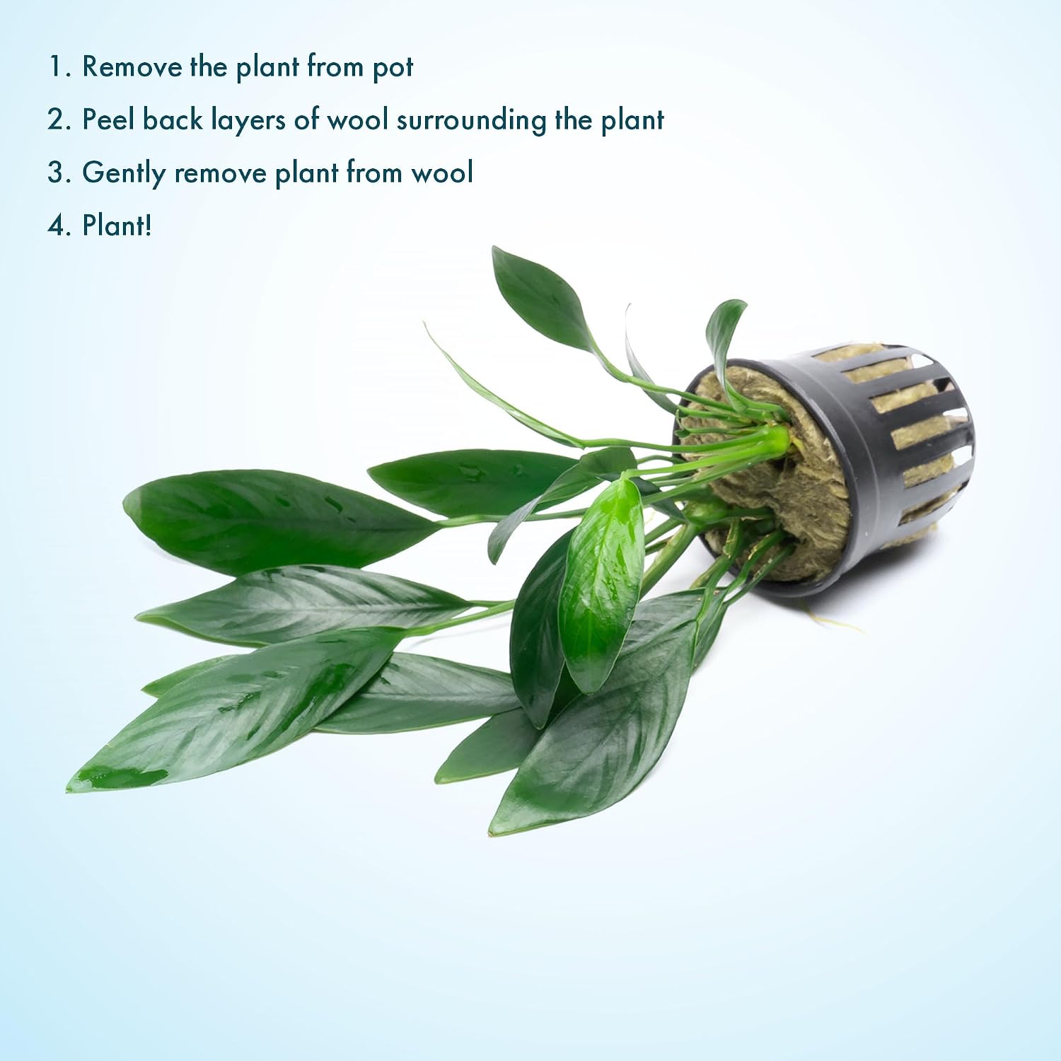 Anubias Nana Live Aquarium Plants - Potted Freshwater Plant for Fish Tanks, Terrariums - Beginner Friendly Low Light (1 Pot)