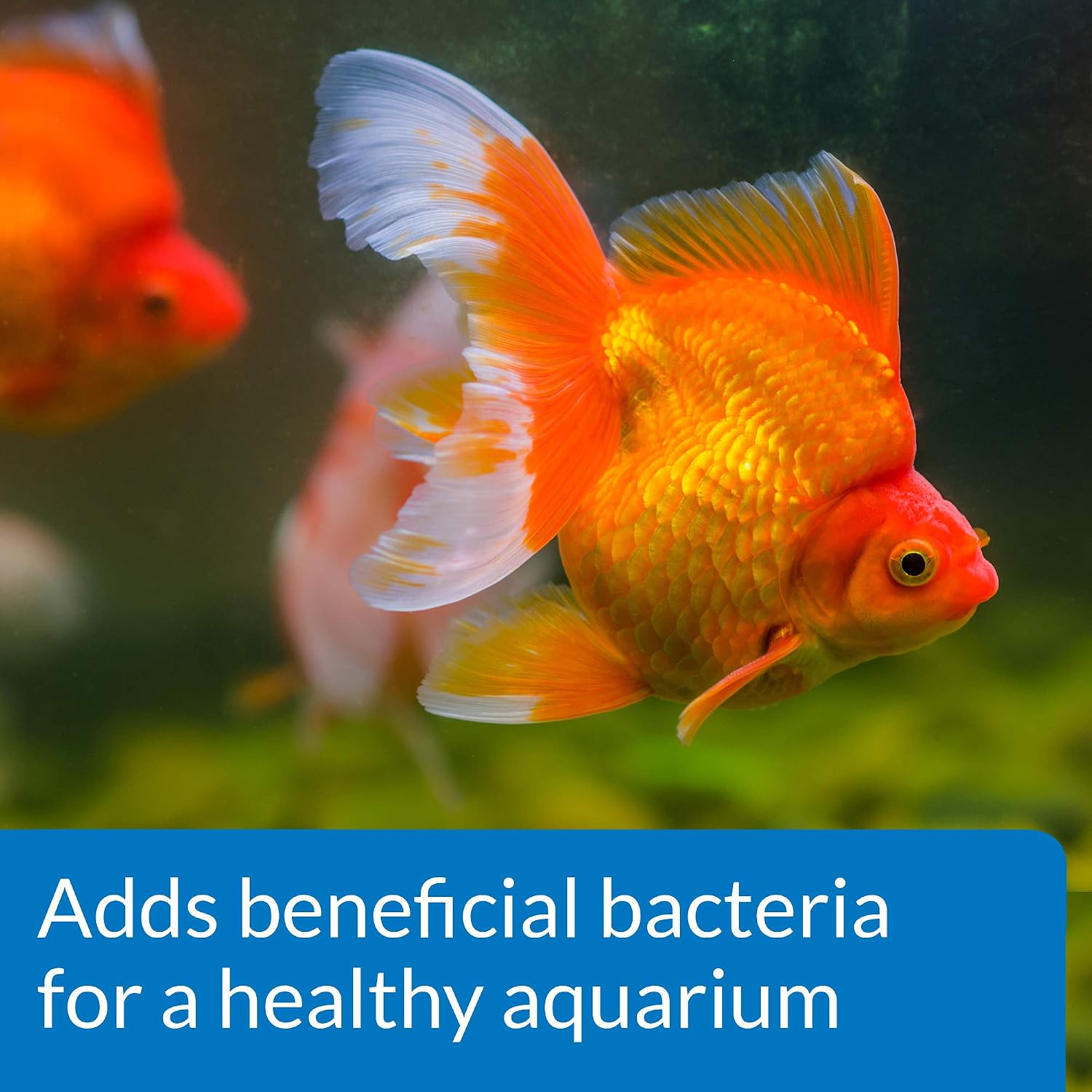 API GOLDFISH PROTECT Aquarium Water Conditioner 4-Ounce Bottle