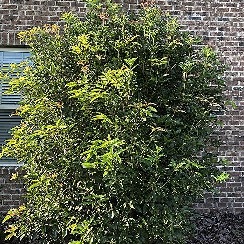Osmanthus 7 Gal. Tea Olive Osmanthus Shrub