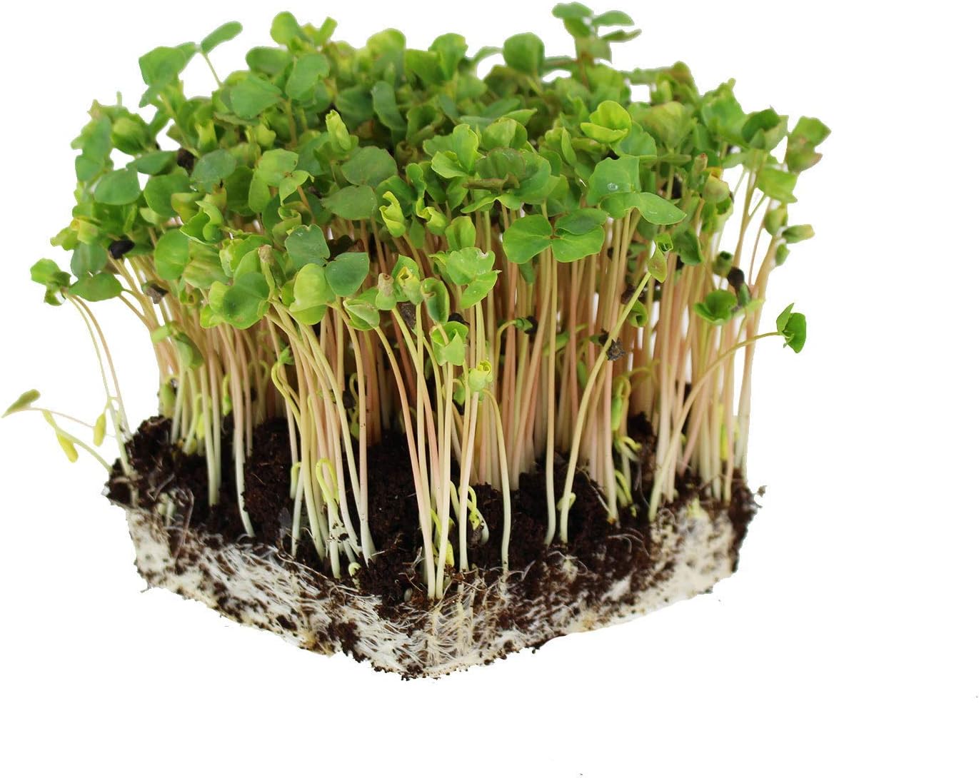 Mountain Valley Seed Co Buckwheat Seeds - 25 Lb Bulk ~300,000 Seeds