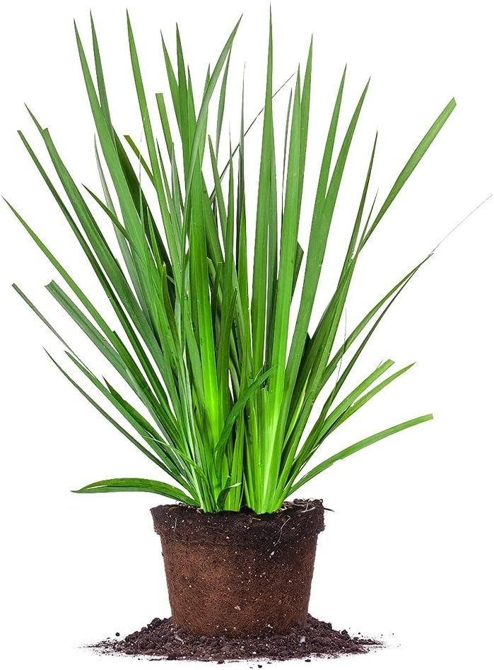 White African Iris 1 Gallon