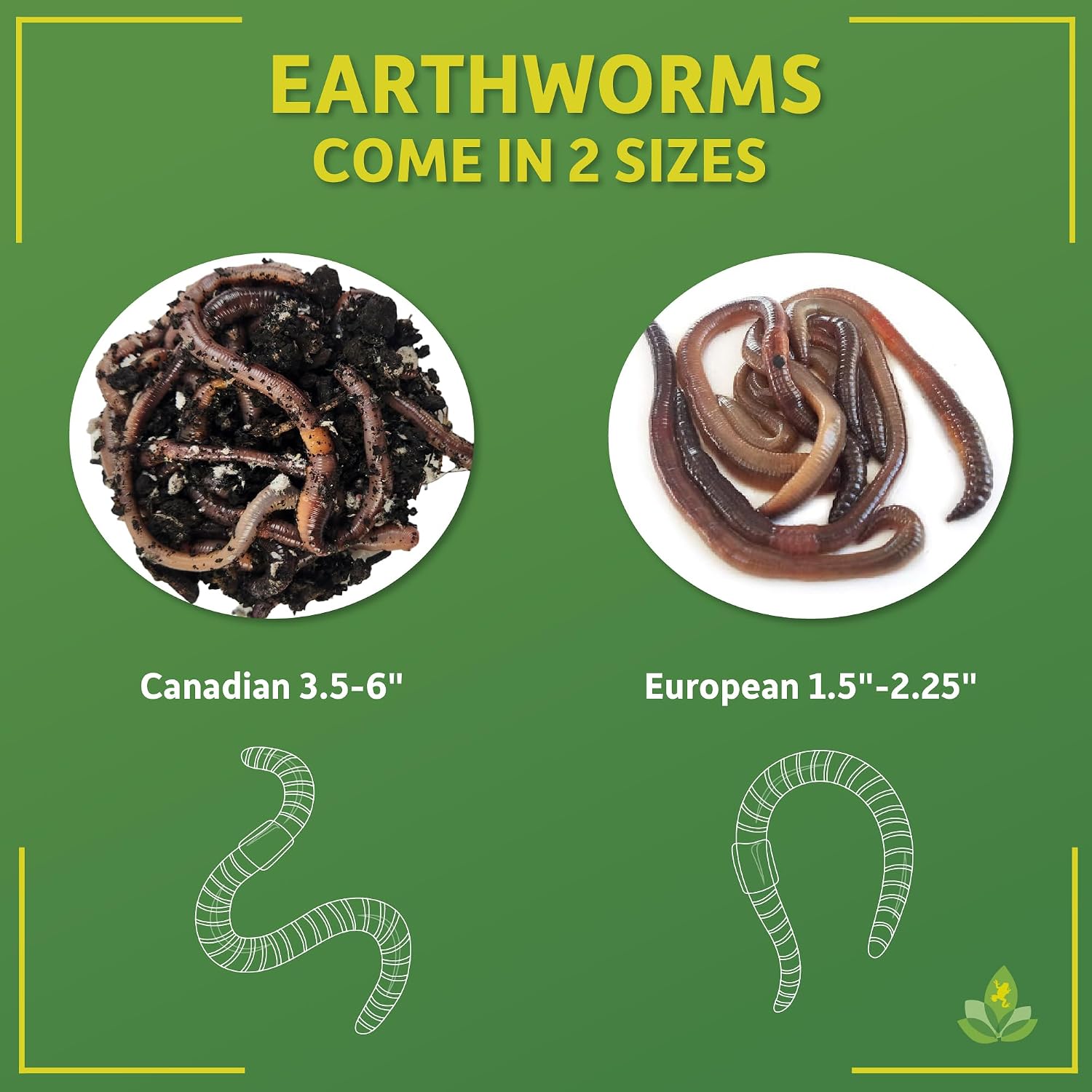 Josh's Frogs Nightcrawlers/Earthworms - 'Lumbricus terrestris' (16 oz)