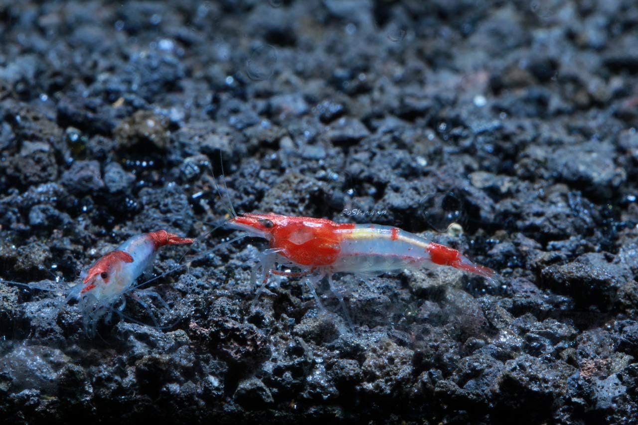 Live Freshwater Aquarium Shrimp - Neocaridina (Red Cherry, 5 Pack)