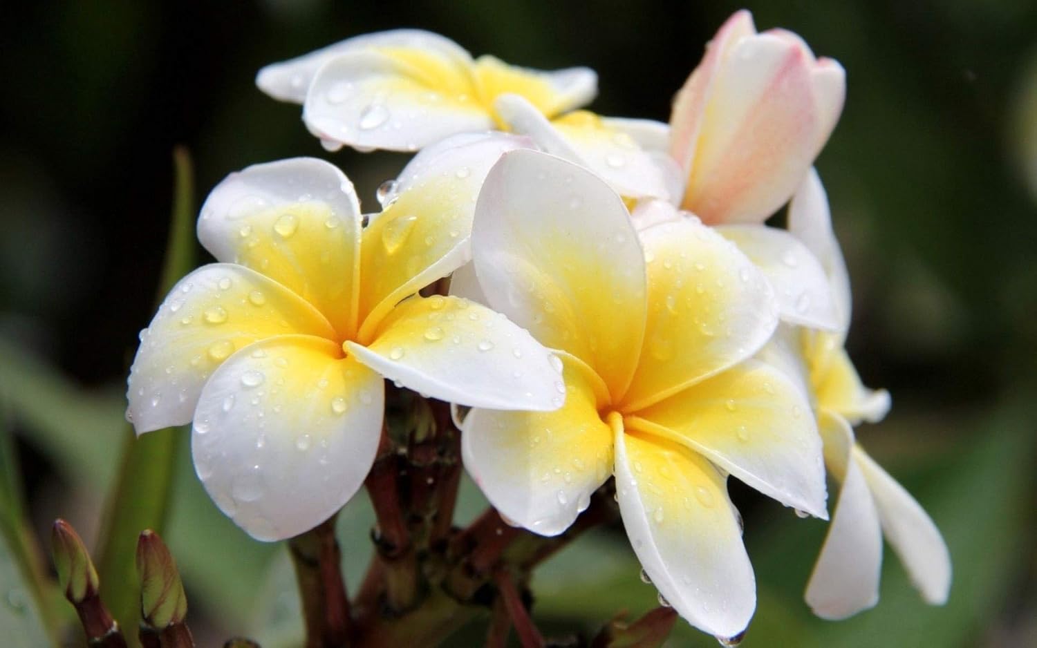 Hawaiian White Plumeria Plant Cutting - Live 10"