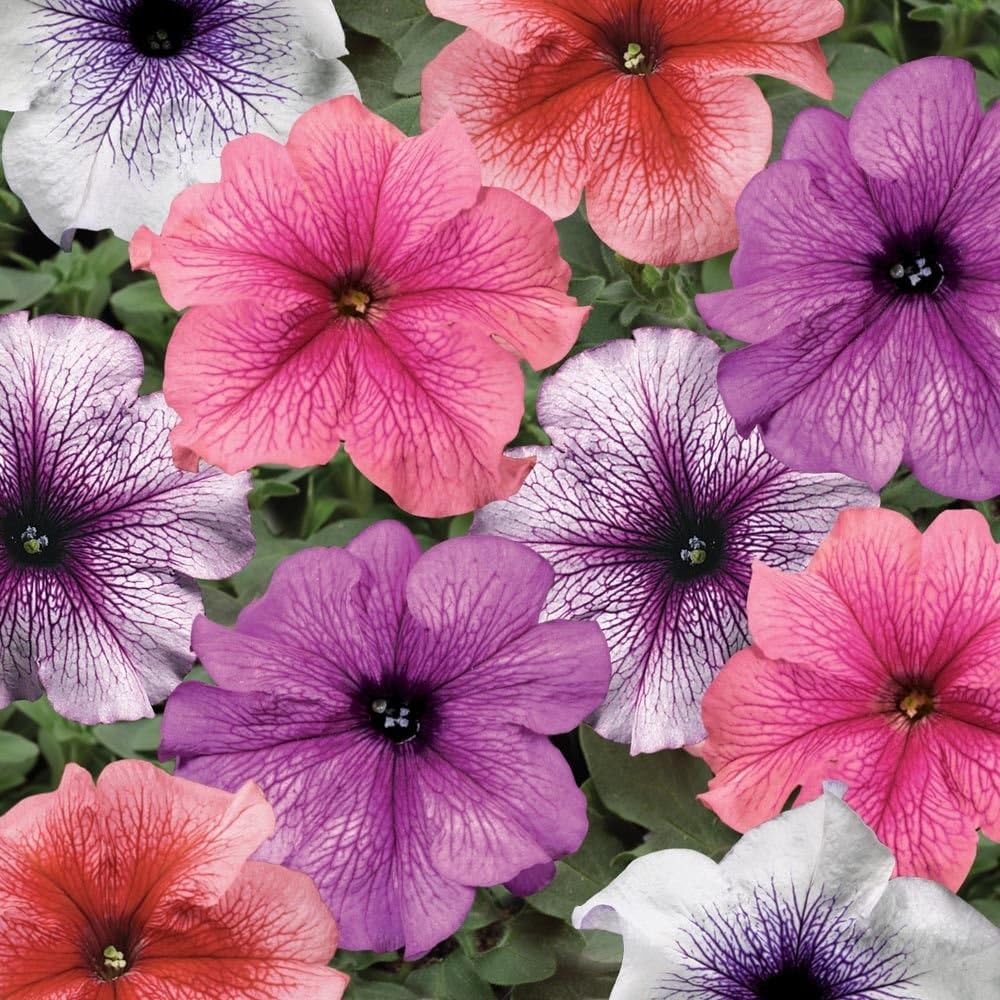 Petunia Veined Mix Flower Beds Window Box Hanging Baskets Containers 200 Seeds #CN01