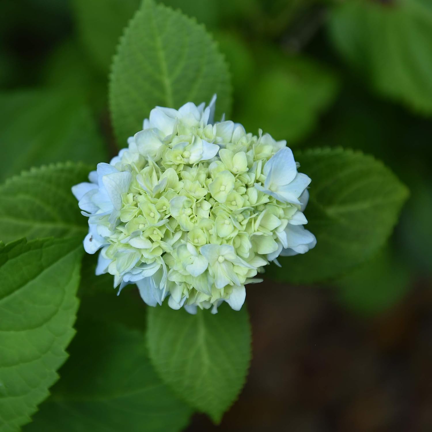 Perfect Plants Penny Mac Hydrangea, 3 Gallon, Flowering Shrub
