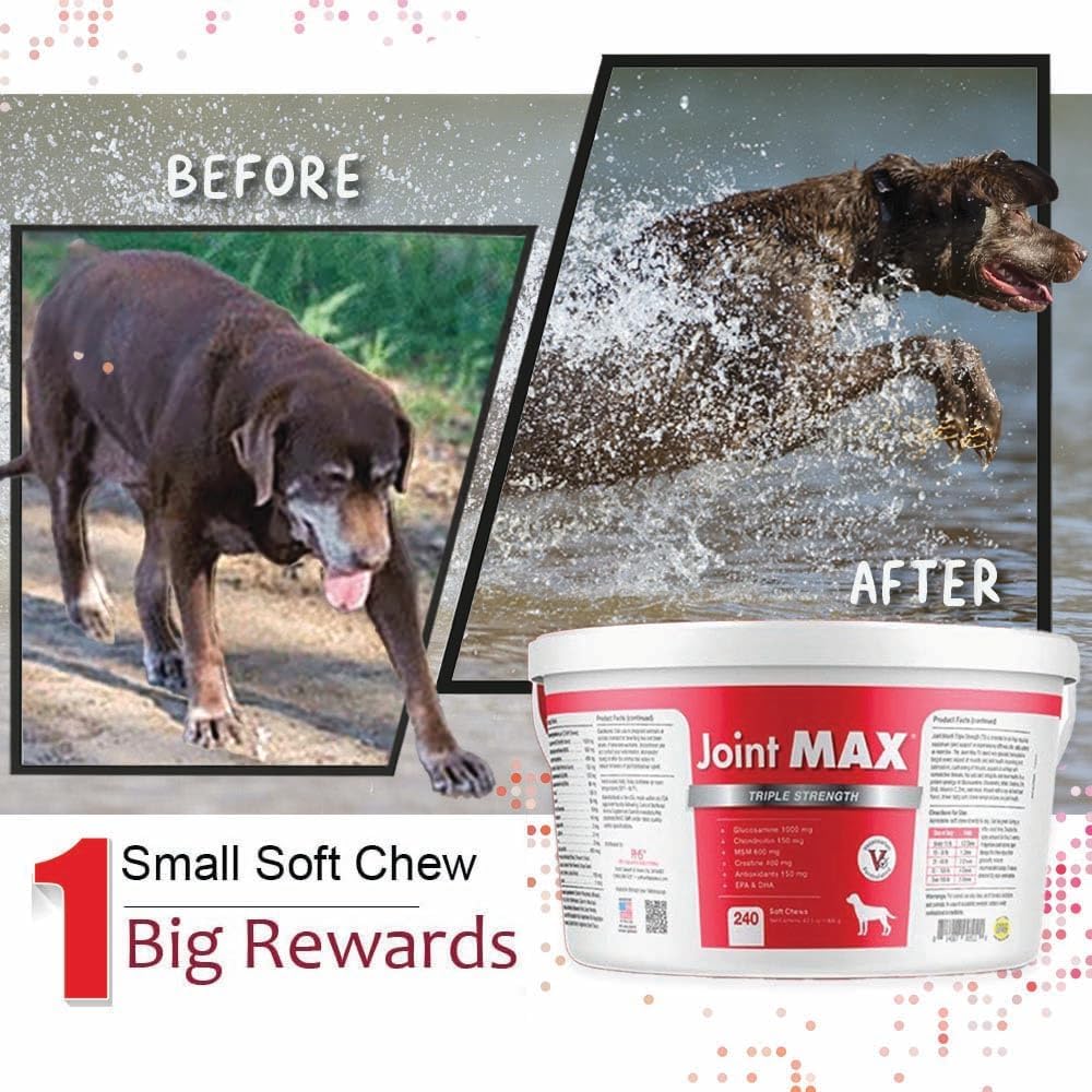 TS Joint Supplement Vet Formulated Pain & Inflammation Relief Treats Hip Dysplasia & Arthritis.Glucosamine, Chondroitin, Turmeric, MSM, HA, Creatine, Omega 3 EPA+DHA. All Dogs 240 Soft Chews