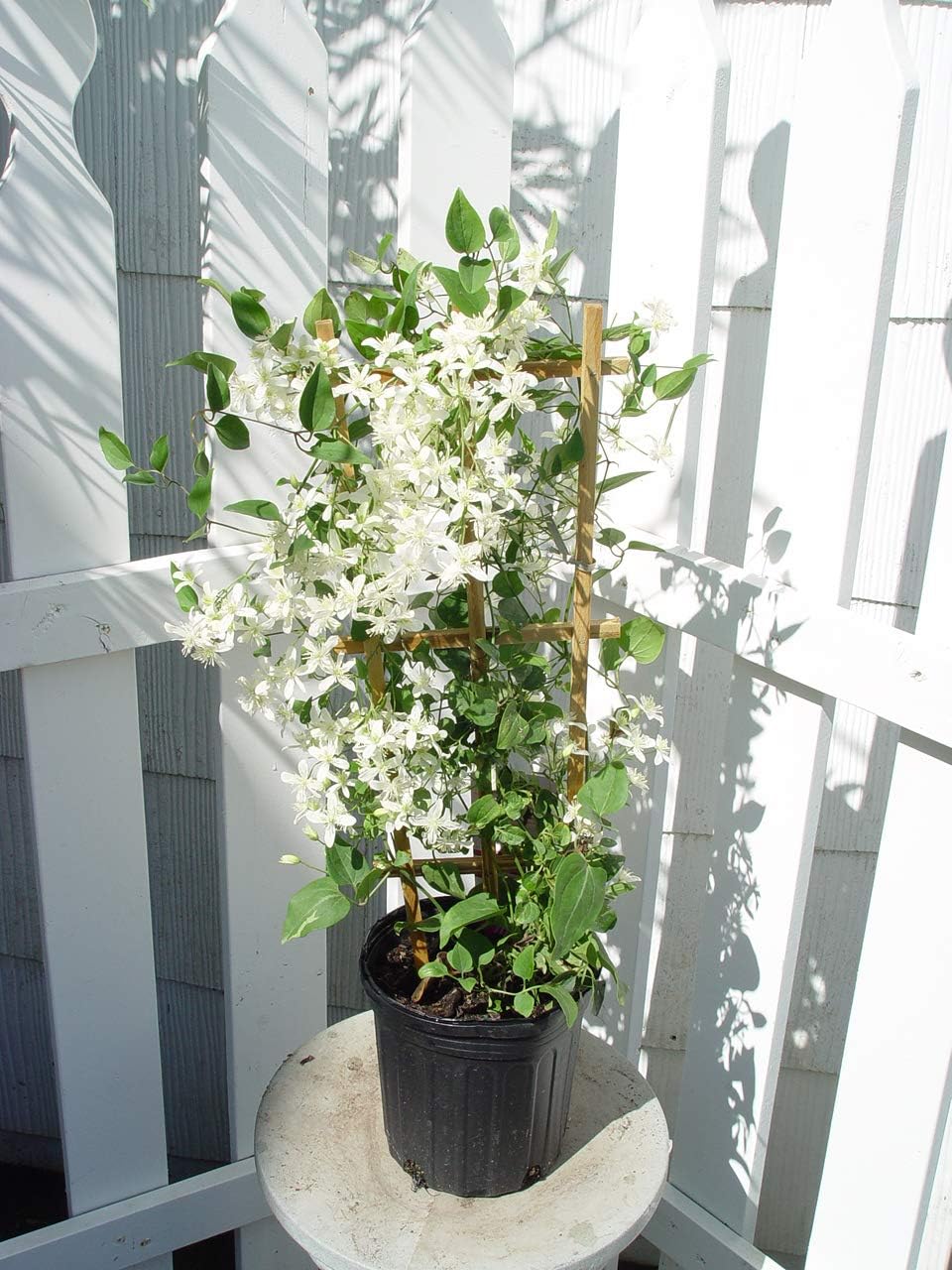 Raymond Evison Clematis - Clematis Giselle (Clematis) Perennial, pink flowers, 8`` - Size Container