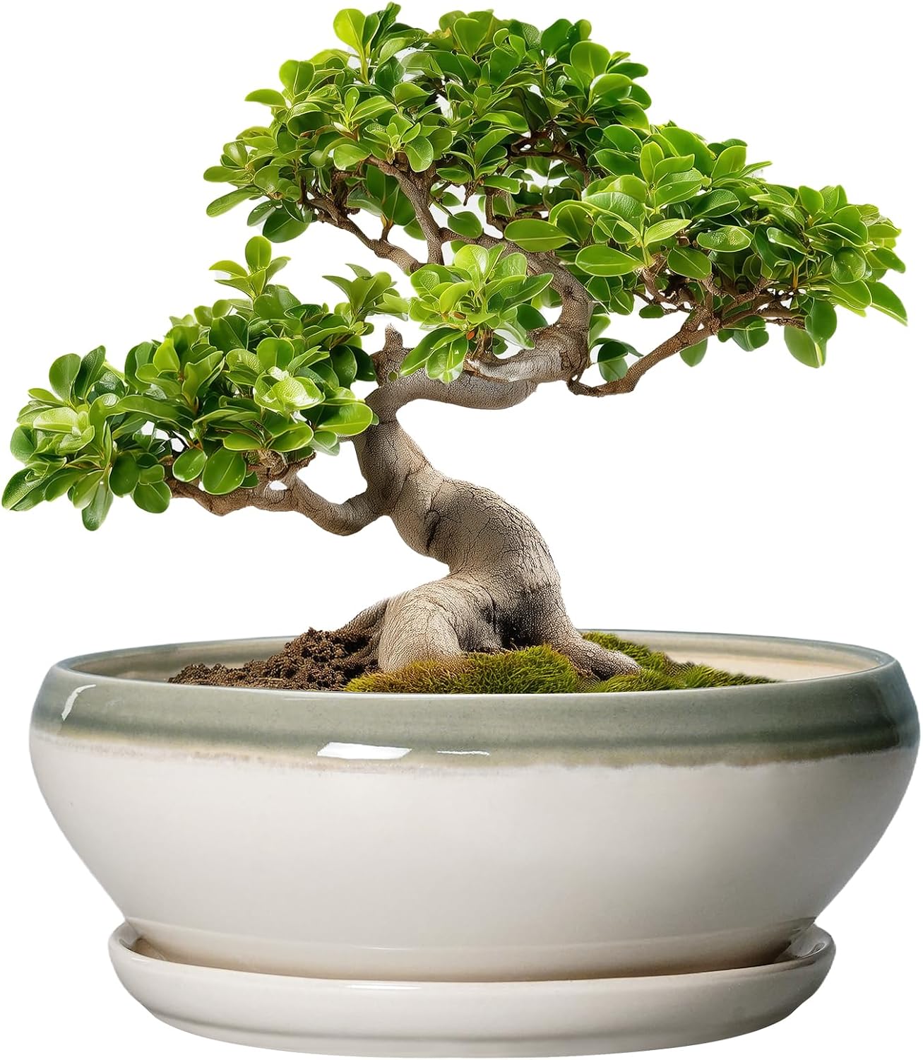 SQOWL 7 Inch Round Ceramic Succulent Planter Pot Drip Glazed Shallow Planter with Drainage Bamboo Tray for Indoor Plants