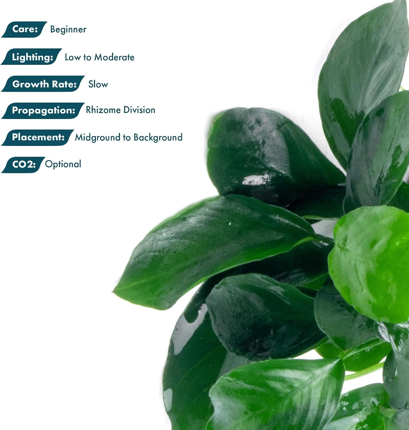 Anubias Nana Live Aquarium Plants - Potted Freshwater Plant for Fish Tanks, Terrariums - Beginner Friendly Low Light (1 Pot)