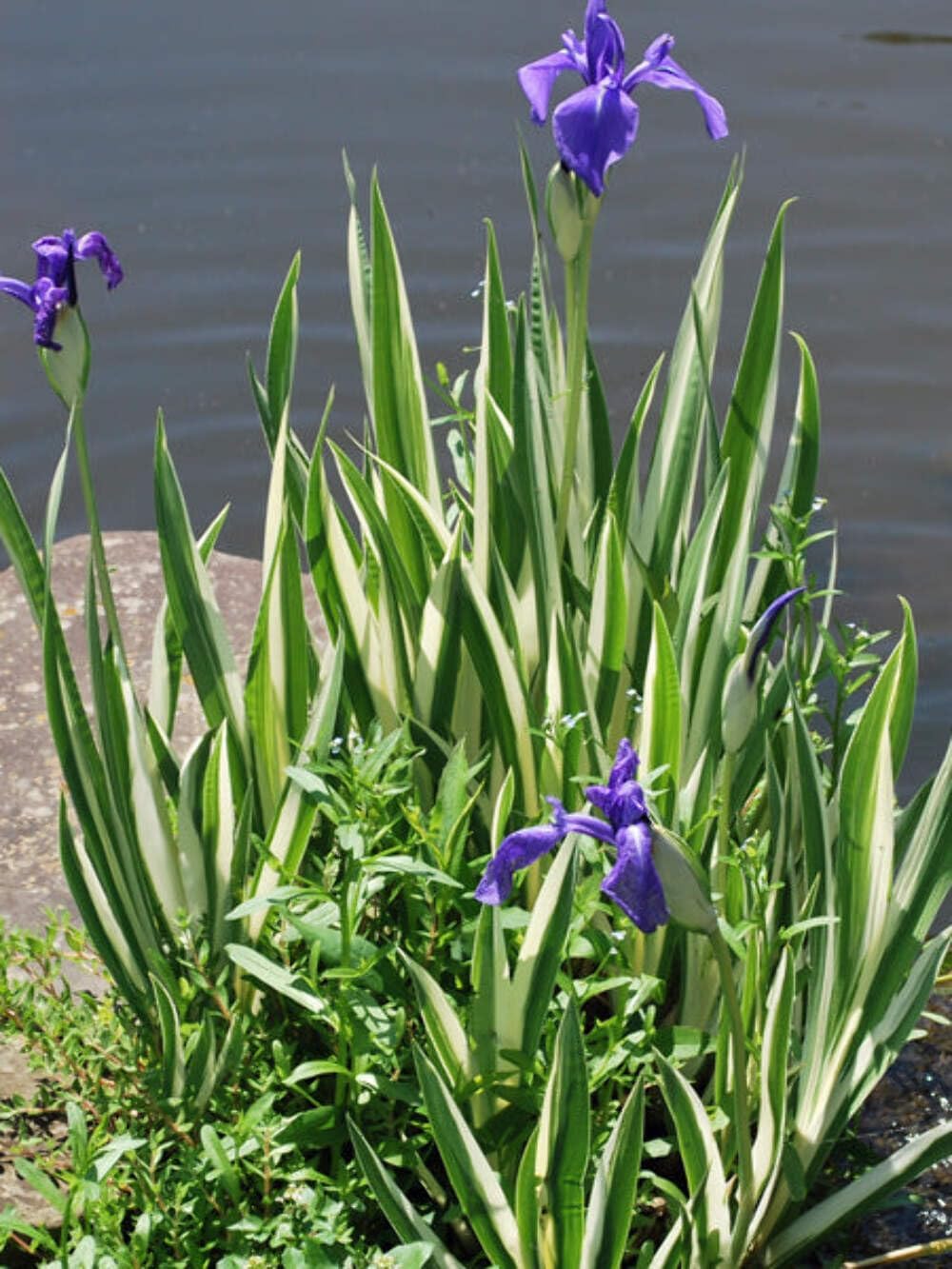 Iris e. 'Variegata' (Variegated Japanese) Perennial, Size-#1 Container, Rich Blue-Violet Flowers