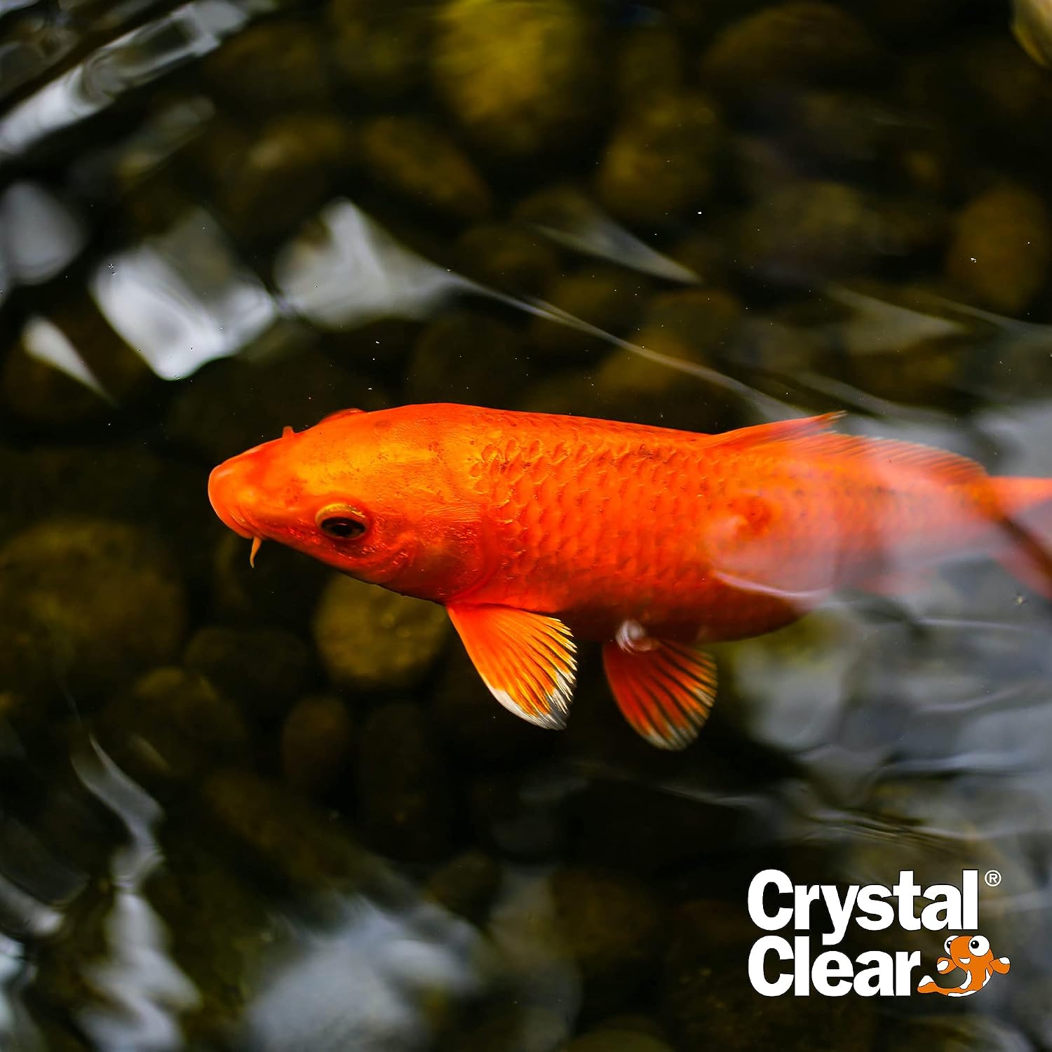 CrystalClear Algae D-Solv EPA Registered Pond Algaecide, 1 Gallon | Fast-Acting algae control for fountains & outdoor ponds containing koi & other fish, 1 gal treats 46,080 gallons.