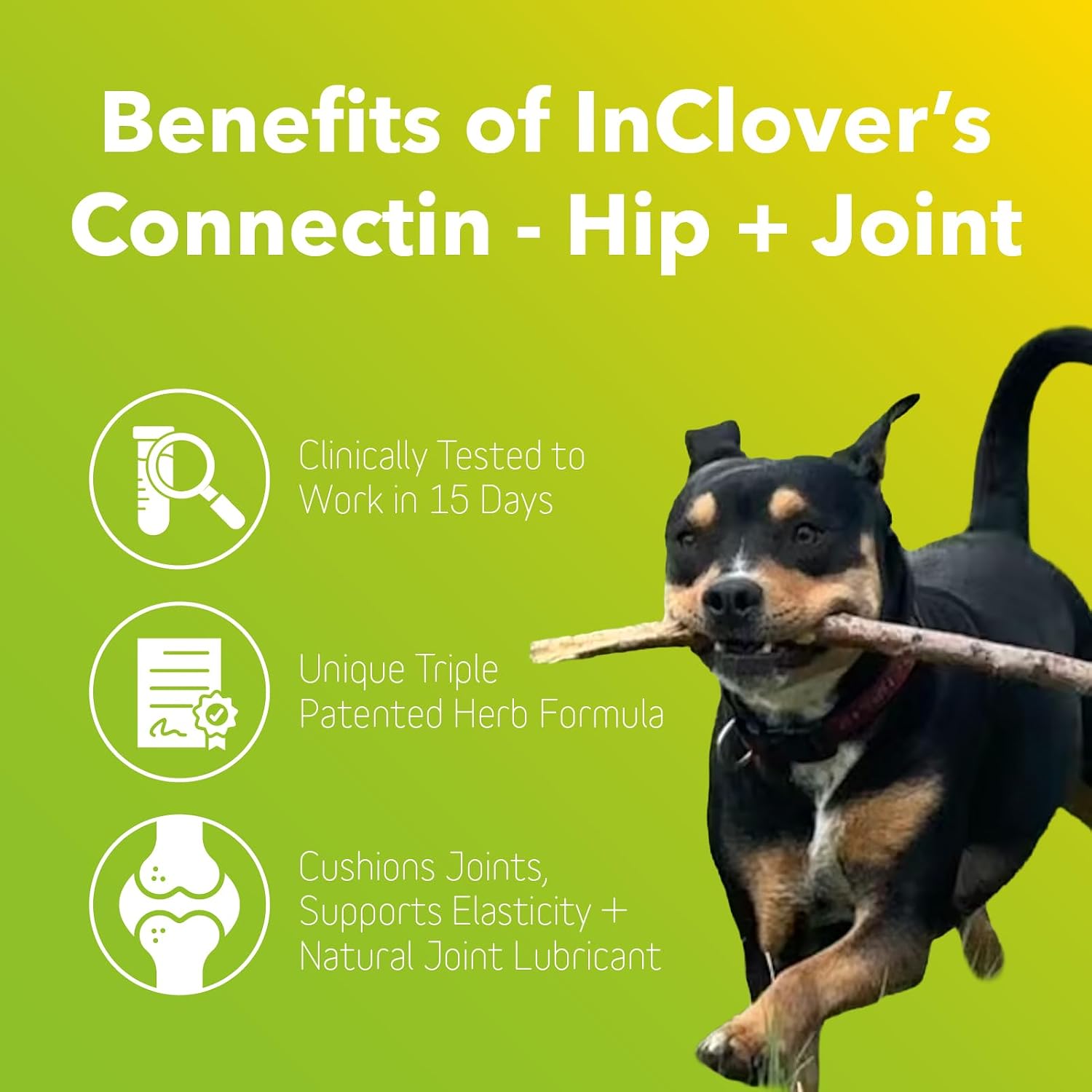InClover Connectin Hip and Joint Supplement for Dogs - Glucosamine, Chondroitin and Hyaluronic Acid - Soft Chews for Dog Joint Mobility and Comfort Support - 100 Count