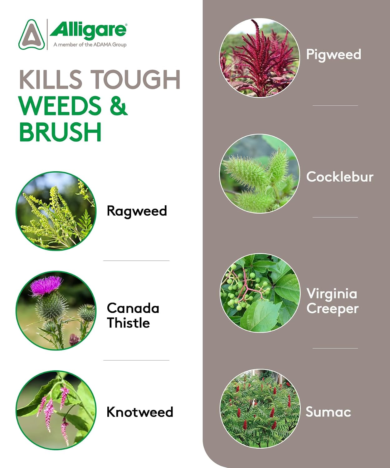 ALLIGARE 2,4-D Amine Weed Killer Concentrate - Post-Emergent Herbicide to Control Pigweed, Thistle, Ragweed, & More - 47.2% Active Ingredient - for Lawns, Pastures, Aquatic Sites & Crops - 2.5 Gallon