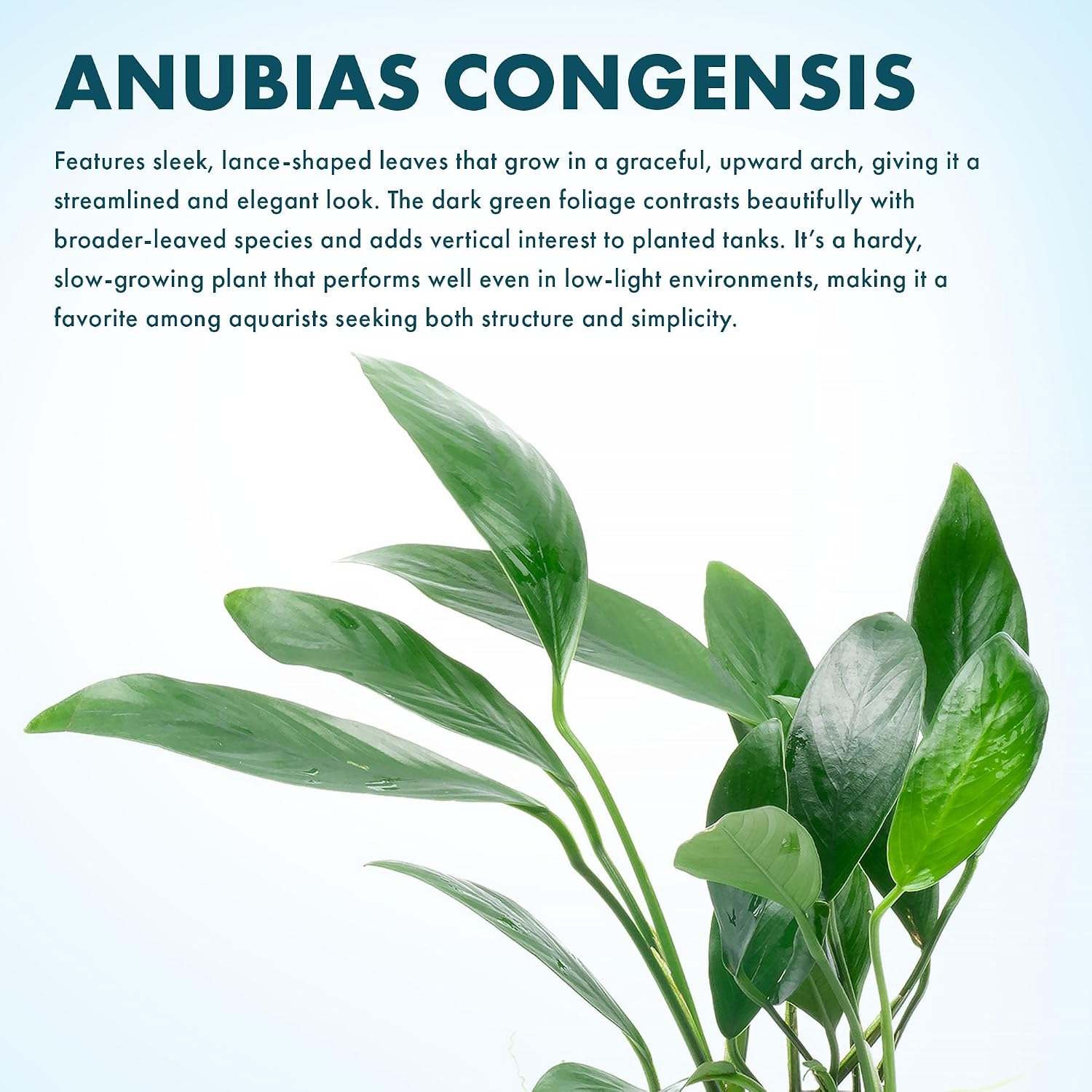 Anubias Nana Live Aquarium Plants - Potted Freshwater Plant for Fish Tanks, Terrariums - Beginner Friendly Low Light (1 Pot)