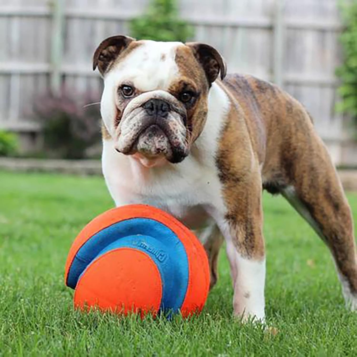 Chuckit! Kick Fetch Ball Dog Toy, Floats in Water, Large 8 Inch Diameter | Durable rubber and foam build, interactive play design, great for pool or lake sessions, built for big breed dogs each day