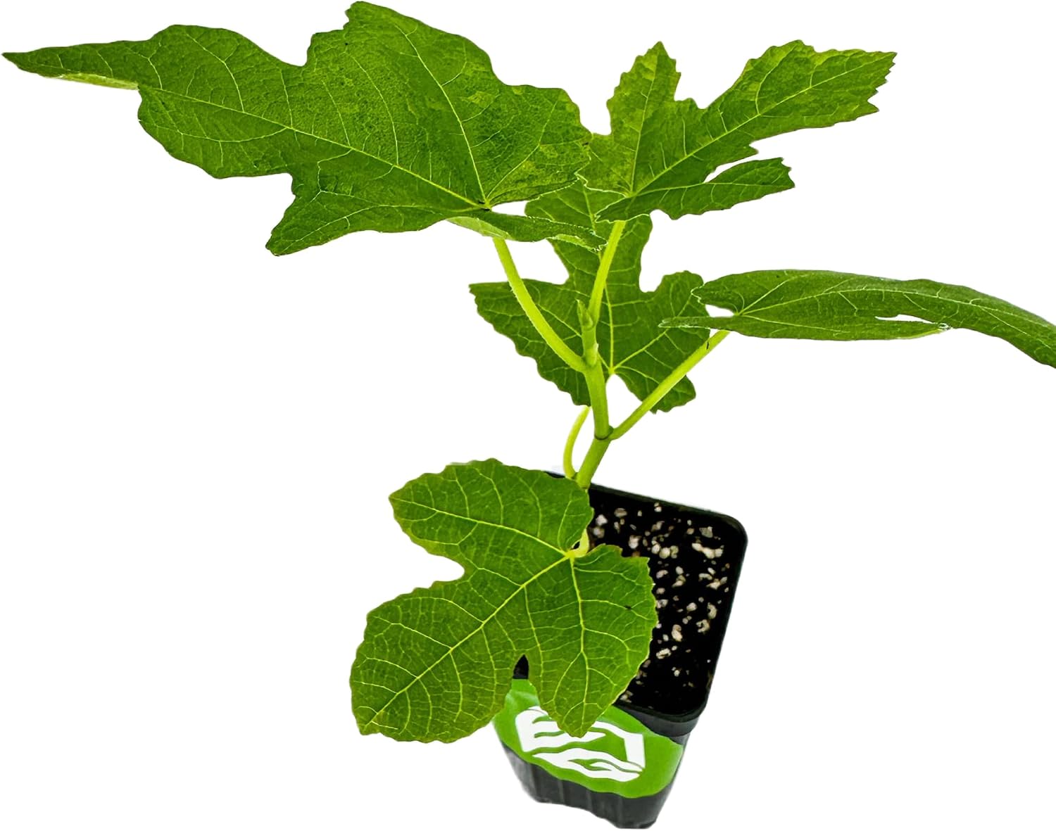 Chicago Hardy Fig Tree (1-Pack) Live Starter Plant by Wellspring Gardens | Ficus carica | Hardy & Fruitful | Ideal for Gardens | Purple-Skinned Fig | Edible Landscape Plant | Food forest