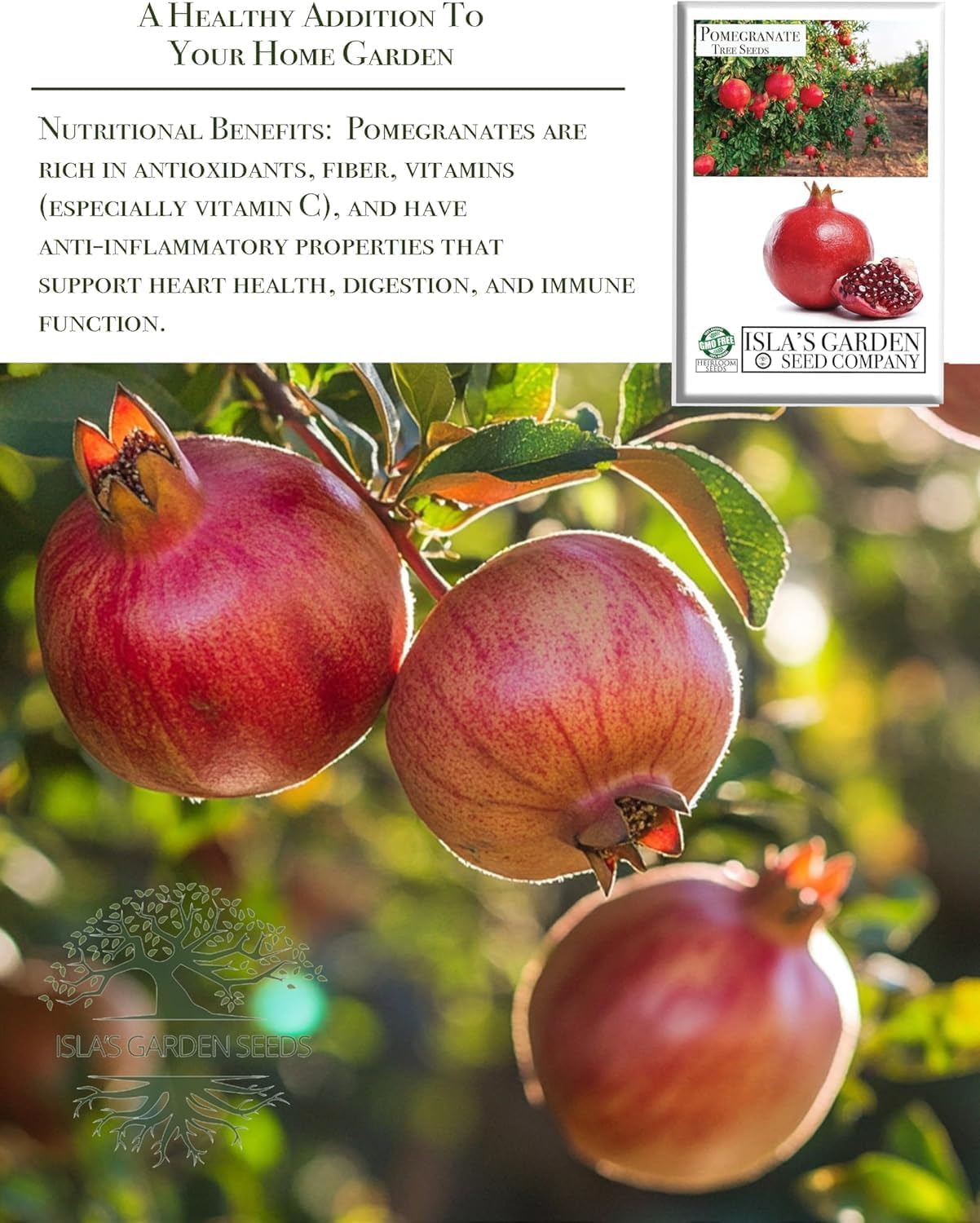 Pomegranate Tree Seeds (Punica granatum) – 30+ Non-GMO Fruit Tree Seeds for Planting, Beautiful Ornamental Tree with Sweet Edible Fruit