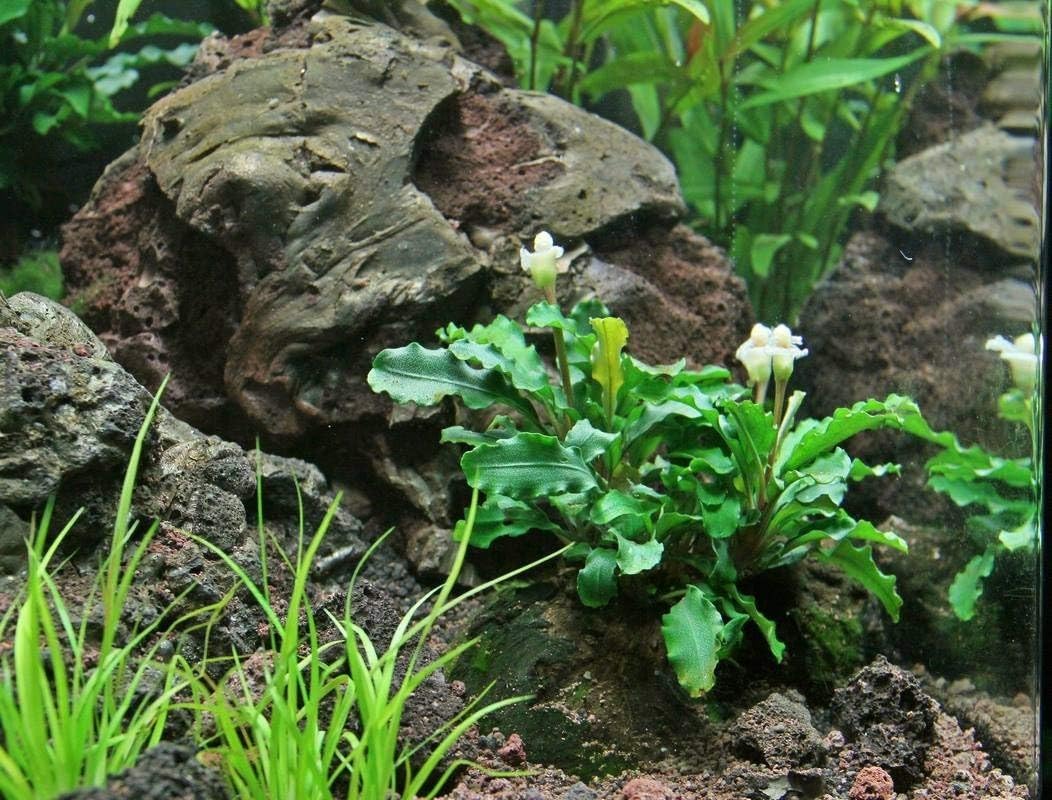 Bucephalandra SP. Wavy Green - Rare Live Aquatic Plant